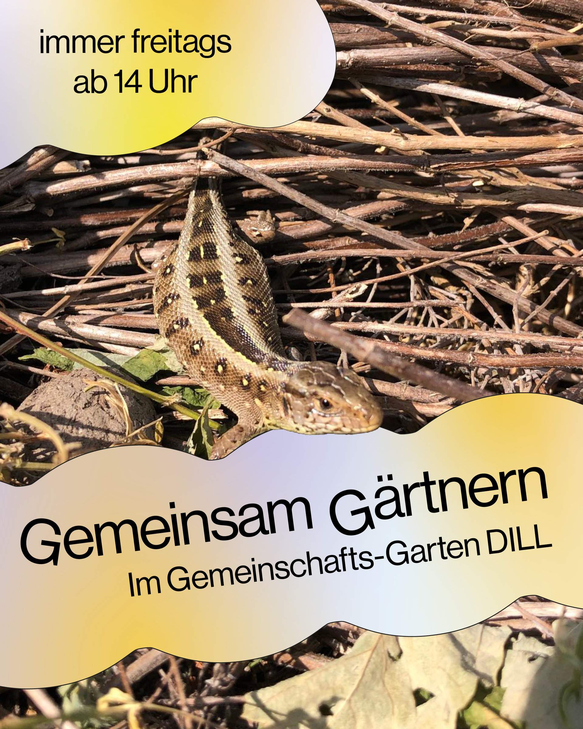 gemeinsamgärtnern_dill.jpg